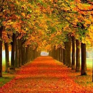 Meet your Posher, Heidi